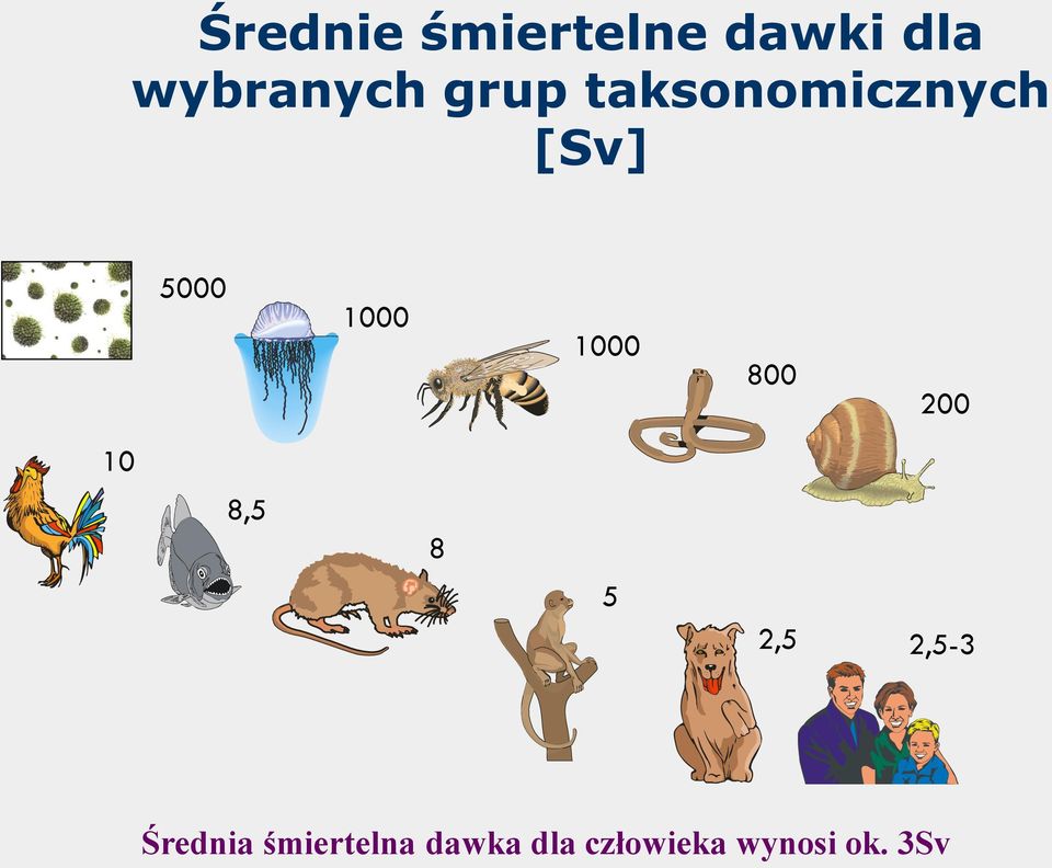 800 200 10 8,5 8 5 2,5 2,5-3 Średnia