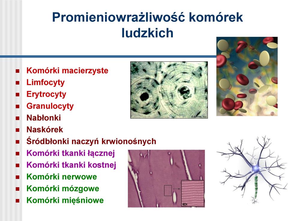 Śródbłonki naczyń krwionośnych Komórki tkanki łącznej