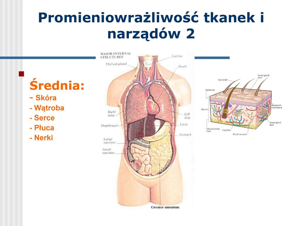 Średnia: - Skóra -