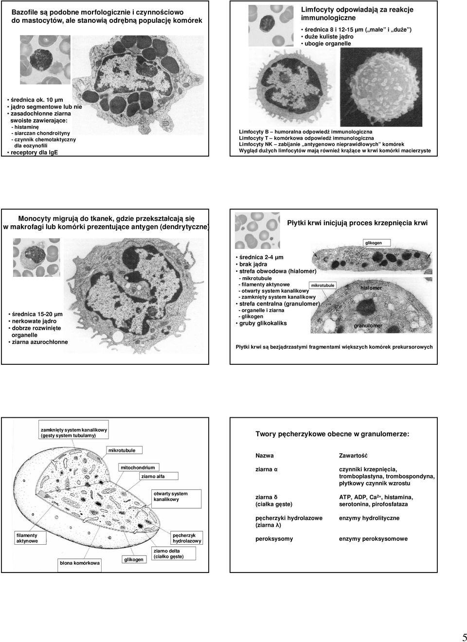 10 µm jądro segmentowe lub nie zasadochłonne ziarna swoiste zawierające: - histaminę - siarczan chondroityny - czynnik chemotaktyczny dla eozynofili receptory dla IgE Limfocyty B humoralna odpowiedź