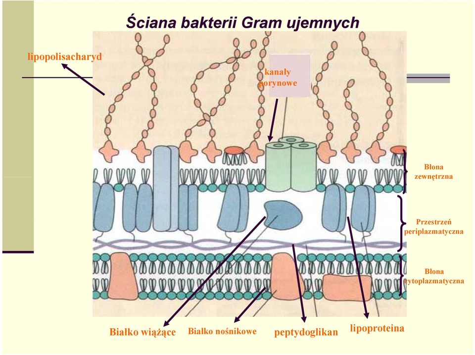 periplazmatyczna Błona cytoplazmatyczna Białko