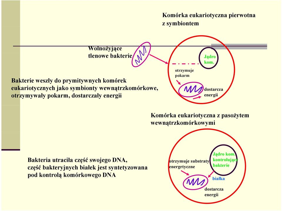 dostarcza energii Komórka eukariotyczna z pasożytem wewnątrzkomórkowymi Bakteria utraciła część swojego DNA, otrzymuje