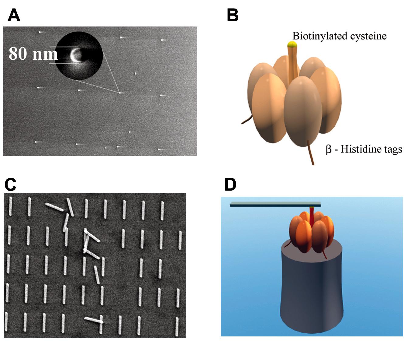 Bio-nano-silnik (ATPaza) http://www.