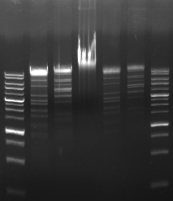 V.10. Analiza wielkości fragmentów powstałych w wyniku trawienia restrykcyjnego genomowego DNA faga ΦAGATE Fagowy DNA poddano trawieniu za pomocą enzymów KpnI oraz SalI, a następnie rozdzielano