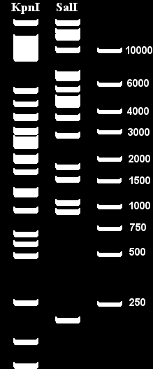 W obrazie rozdziału widocznych było 9 prążków odpowiadających fragmentom DNA powstałym w wyniku trawienia enzymem KpnI i 10 otrzymanych w wyniku trawienia enzymem SalI.