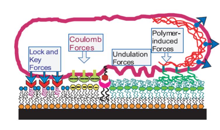 Oddziaływanie komórek z powierzchniami polimerowymi Adhezja komórek do podłoża: Adhezja komórkowa to inaczej przyleganie, w którym uczestniczą różnorodne oddziaływania. Sackmann et al.