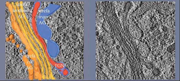 TRANS GOLGI NETWORK Z diktiosomami związane są nie tylko p cherzyki, ale i TGN (PGN).