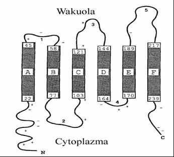 TONOPLASTOWE BIAŁKA INTźGRALNź (TIP) Białka TIP należą do bardzo licznej grupy białek regulujących transport wody (akwaporyny). Masa ok.