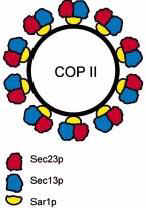 TRANSPORT Z ER DO AG Transport - p cherzyki okryte białkami opłaszczającymi COPII. Komponentami tych białek są Sar1p i kompleksy białkowe Sec13/23. 1.