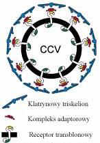 TRANSPORT Z TGN DO PVC W komórkach drożdży, zwierząt i roślin od TGN odpączkowują p cherzyki okryte klatryną (ang. clathrincoated vesicles, CCV.