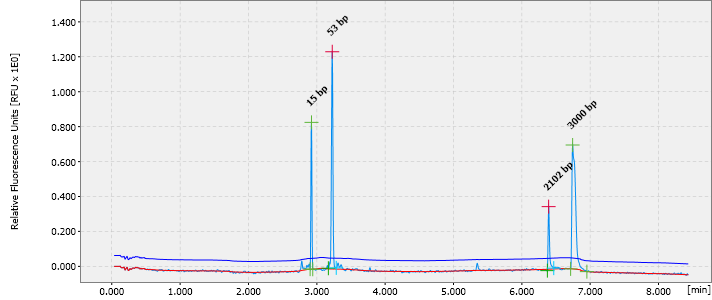 Wyniki amplifikacji DNA 77 linii żyta z wykorzystaniem starterów STS (Sequence Tagged Site) TC76051, oczekiwana wielkość amplikonu około 2100 pz.