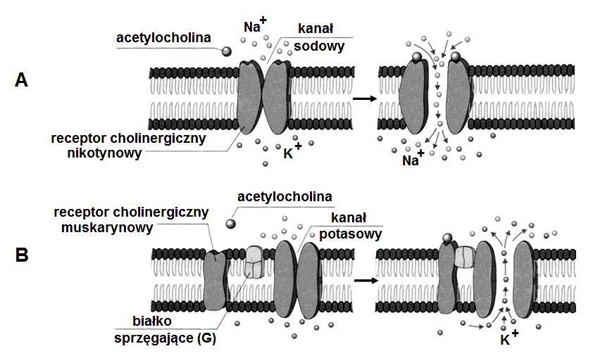 Zadanie 15. (3 pkt) Przekaźnik nerwowy acetylocholina jest rozpoznawany w błonach postsynaptycznych różnych tkanek przez odmienne receptory: nikotynowy i muskarynowy.