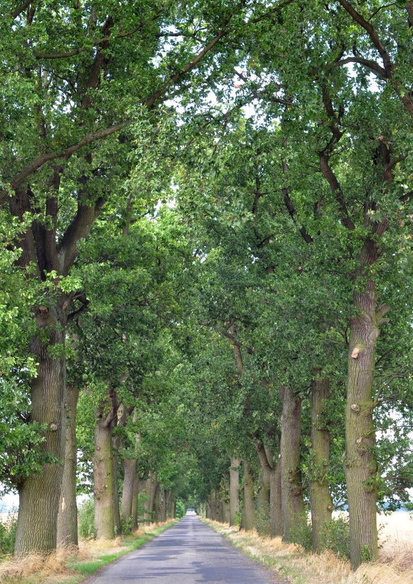 Roads for Nature campaign promoting trees in Poland`s rural