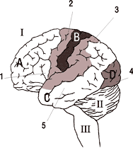 Ośrodkowy układ nerwowy (OUN) Ośrodkowy układ nerwowy (OUN) obejmuje mózgowie (mózg, pień mózgu i móżdżek) oraz rdzeń kręgowy.