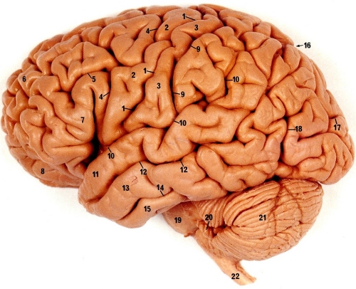 Fraktale naturalne: przykłady Mózg ludzki Piłeczki z