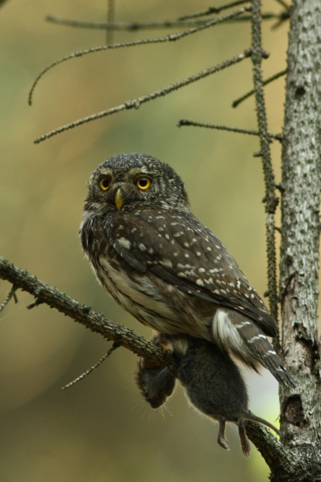 64 K. Belik Fot. 2. Sóweczka Glaucidium passerinum z ofiarą, 05.06.