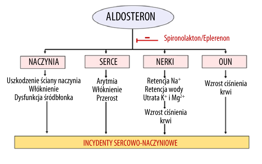 Postepy Hig Med Dosw (online), 2010; tom 64: 471-481 ekspresji enos. Prozapalne działanie aldosteronu na śródbłonek wiąże się również z pojawieniem się fenotypu prozakrzepowego.
