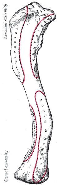 OBOJCZYK CLAVICULA a. wycisk więzadła żebrowoobojczykowego impressio ligamenti costoclavicularis b. bruzda mięśnia podobojczykowego sulcus musculi subclavii c.