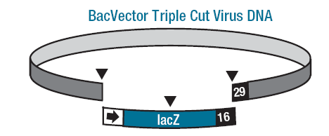 BacVector Triple Cut Virus DNA BacVector Triple Cut Virus DNA jest dostarczany w postaci defektywnego wirusa powstałego