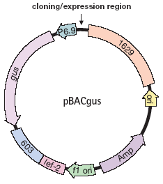 Bakulowirusowe plazmidowe wektory transportowe pbacgus elementy genetyczne 1629, 603, lef-2 umożliwiają rekombinację homologiczną z