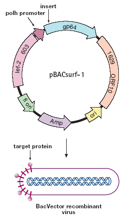 Bakulowirusowe plazmidowe wektory transportowe pbacsurf-1 wektor ten pozwala na wystawienie eksprymowane białko rekombinantowe na