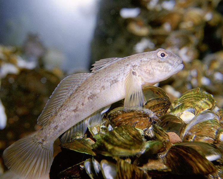 babka bycza Neogobius melanostomus (Pallas, 1814) www. fish.state.pa.us/ais.htm http://images.fws.