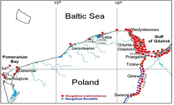 Aktualne rozsiedlenie babki byczej http://www.hel.