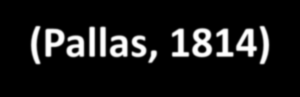 babka szczupła - Apollonia fluviatilis (Pallas, 1814) Kostrzewa i in.