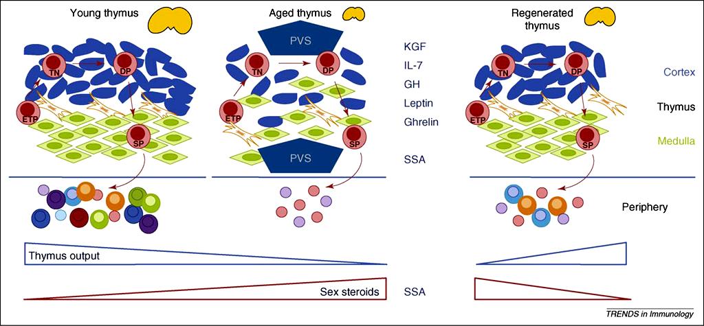 Czynniki odpowiedzialne za inwolucję grasicy TES vs PVS (thymic epithelial space vs perivascular space) SSA sex