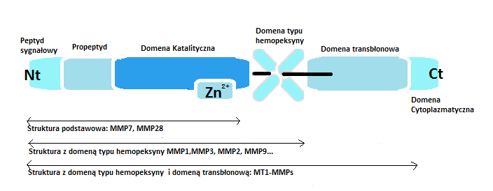 Postepy Hig Med Dosw (online), 2016; tom 70: 1190-1197 ciągły proces przebudowy struktury macierzy zewnątrzkomórkowej i za jej prawidłowy skład [25]. Enzymy te zostały wykryte w 1962 r.