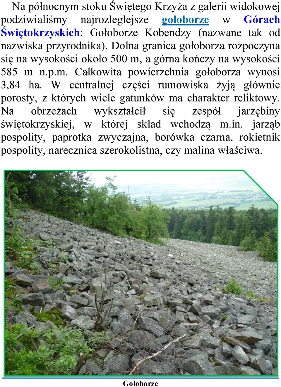 W centralnej części rumowiska żyją głównie porosty, z których wiele gatunków ma charakter reliktowy.