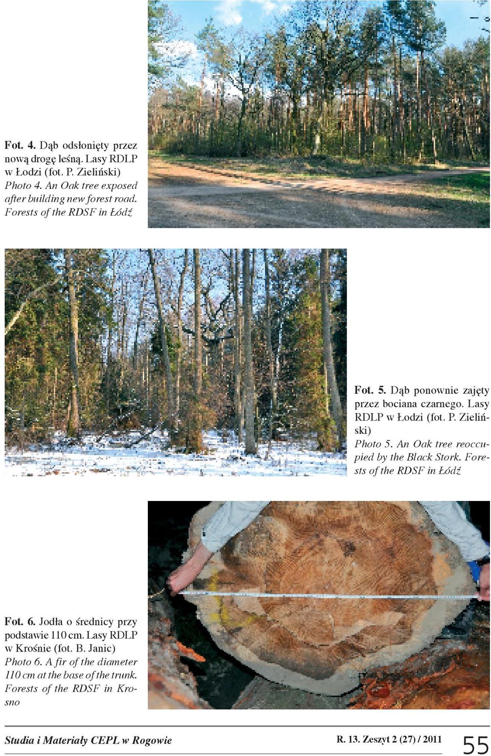 An Oak tree reoccupied by the Black Stork. Forests of the RDSF in ódÿ Fot. 6. Jod³a o œrednicy przy podstawie 110 cm. Lasy RDLP w Kroœnie (fot. B. Janic) Photo 6.