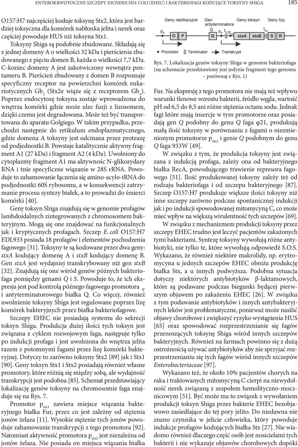 Składają się z jednej domeny A o wielkości 32 kda i pierścienia zbudowanego z pięciu domen B, każda o wielkości 7,7 kda. C-koniec domeny A jest zakotwiczony wewnątrz pentameru B.