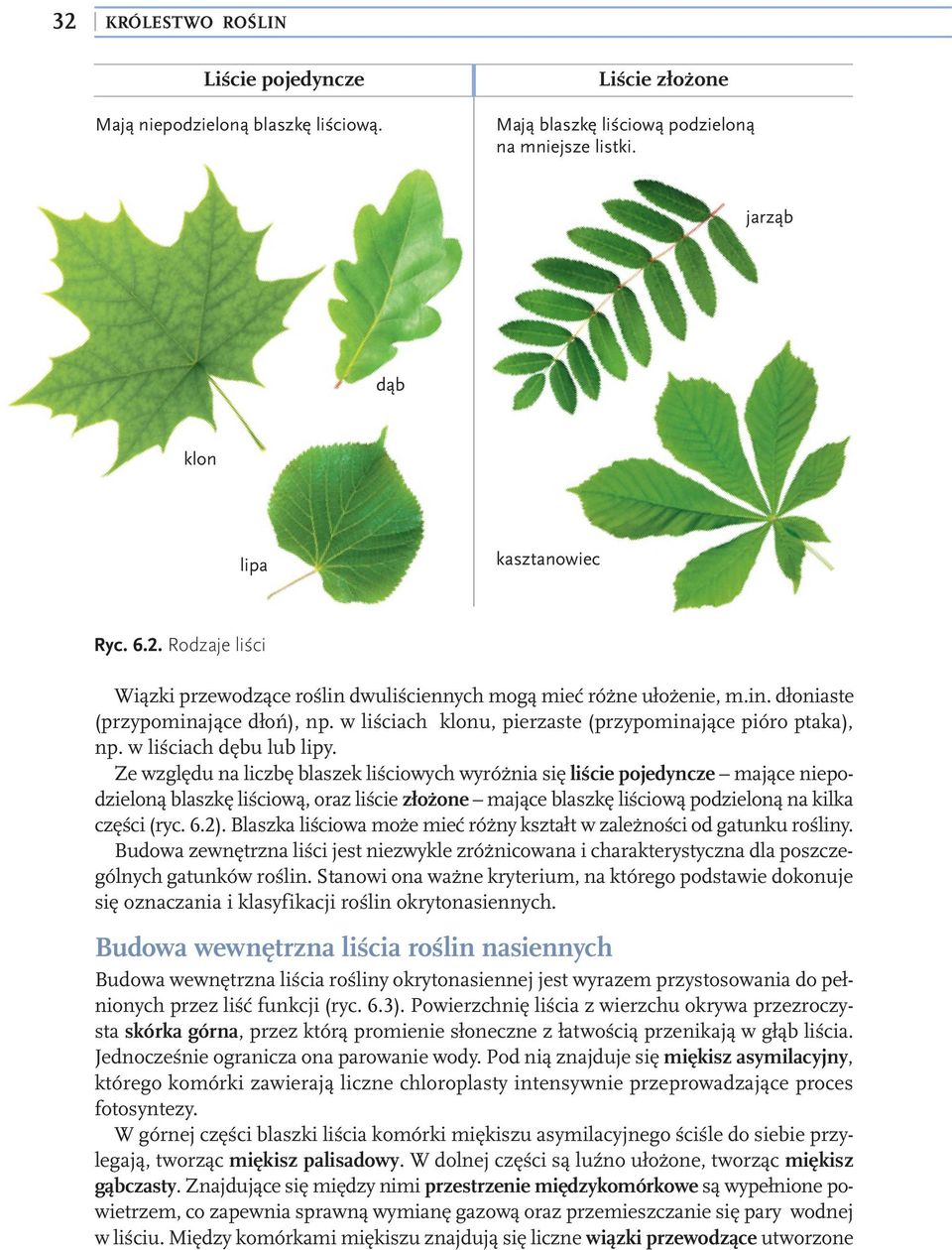 Ze względu na liczbę blaszek liściowych wyróżnia się liście pojedyncze mające niepodzieloną blaszkę liściową, oraz liście złożone mające blaszkę liściową podzieloną na kilka części (ryc. 6.2).