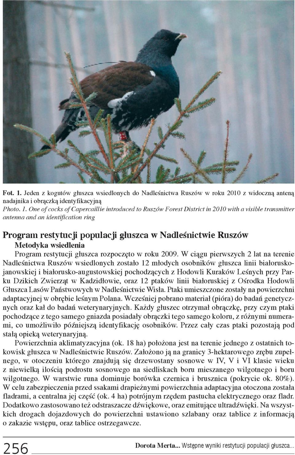 One of cocks of Capercaillie introduced to Ruszów Forest District in 2010 with a visible transmitter antenna and an identification ring Program restytucji populacji g³uszca w Nadleœnictwie Ruszów
