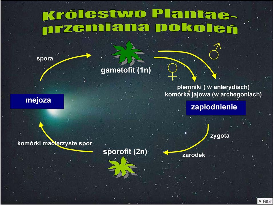 archegoniach) zapłodnienie komórki