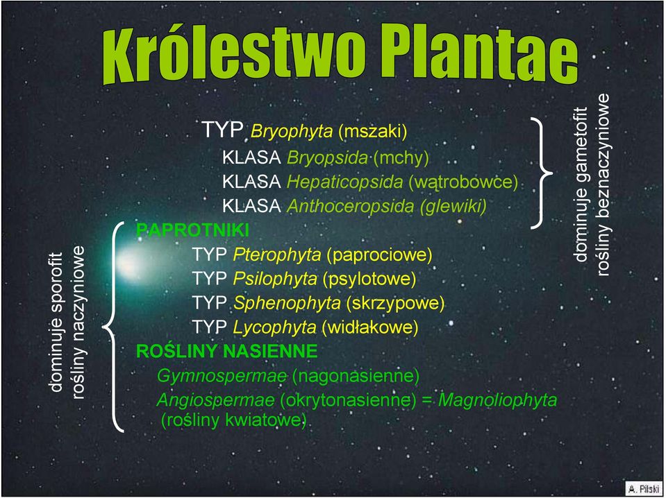 (psylotowe) TYP Sphenophyta (skrzypowe) TYP Lycophyta (widłakowe) ROŚLINY NASIENNE Gymnospermae