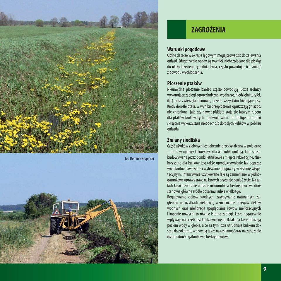 Płoszenie ptaków Nieumyślne płoszenie bardzo często powodują ludzie (rolnicy wykonujący zabiegi agrotechniczne, wędkarze, niedzielni turyści, itp.