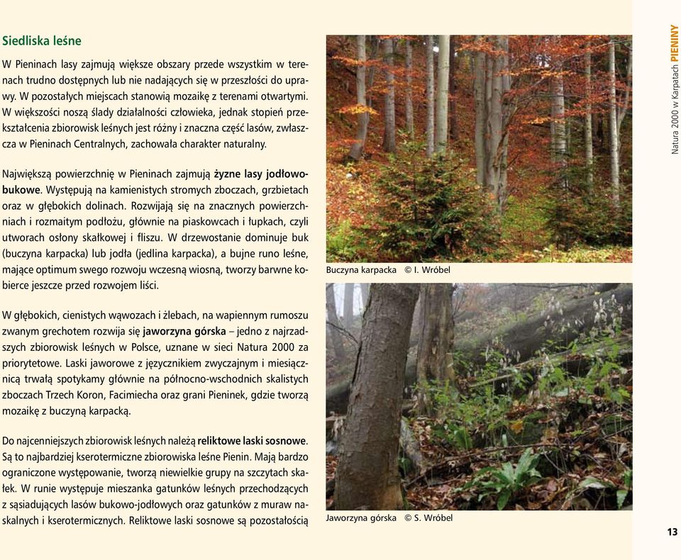 W większości noszą ślady działalności człowieka, jednak stopień przekształcenia zbiorowisk leśnych jest różny i znaczna część lasów, zwłaszcza w Pieninach Centralnych, zachowała charakter naturalny.