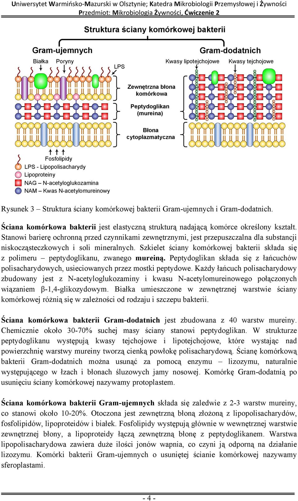 Ściana komórkowa bakterii jest elastyczną strukturą nadającą komórce określony kształt.