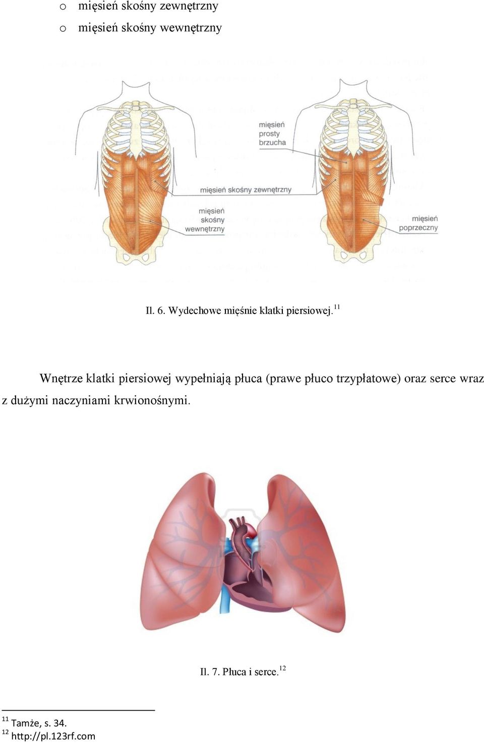 11 Wnętrze klatki piersiowej wypełniają płuca (prawe płuco trzypłatowe)