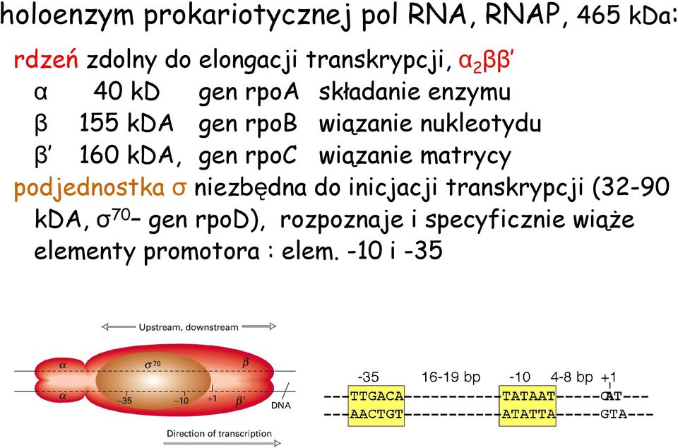nukleotydu β 160 kda, gen rpoc wiązanie matrycy podjednostka σ niezbędna do inicjacji