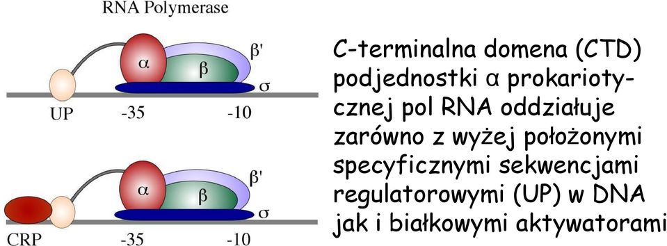 wyżej położonymi specyficznymi sekwencjami