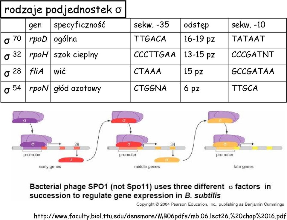 13-15 pz CCCGATNT σ 28 flia wić CTAAA 15 pz GCCGATAA σ 54 rpon głód azotowy