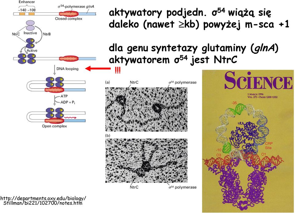 dla genu syntetazy glutaminy (glna) aktywatorem σ