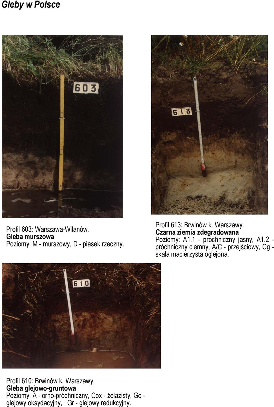 2 - próchniczny ciemny, A/C - przejściowy, Cg - skała macierzysta oglejona. Profil 610: Brwinów k. Warszawy.