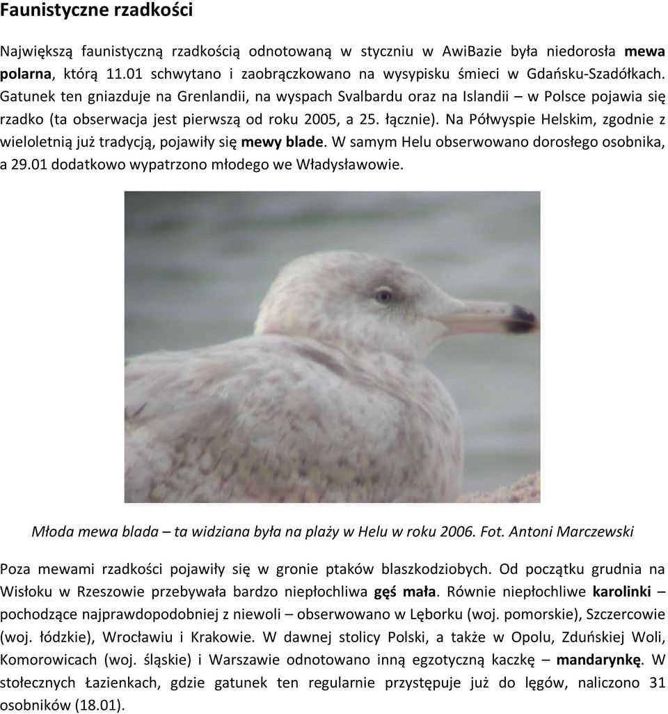 Gatunek ten gniazduje na Grenlandii, na wyspach Svalbardu oraz na Islandii w Polsce pojawia się rzadko (ta obserwacja jest pierwszą od roku 2005, a 25. łącznie).