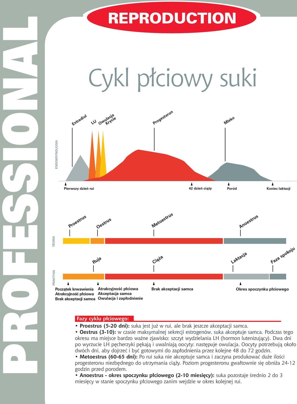 ciowego Fazy cyklu p ciowego: Proestrus (5-20 dni): suka jest ju w rui, ale brak jeszcze akceptacji samca. Oestrus (3-10): w czasie maksymalnej sekrecji estrogenów, suka akceptuje samca.