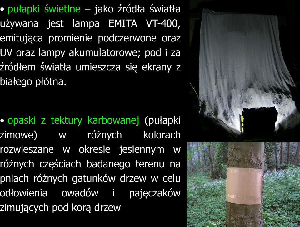 opaski z tektury karbowanej (pułapki zimowe) w różnych kolorach rozwieszane w okresie jesiennym w różnych