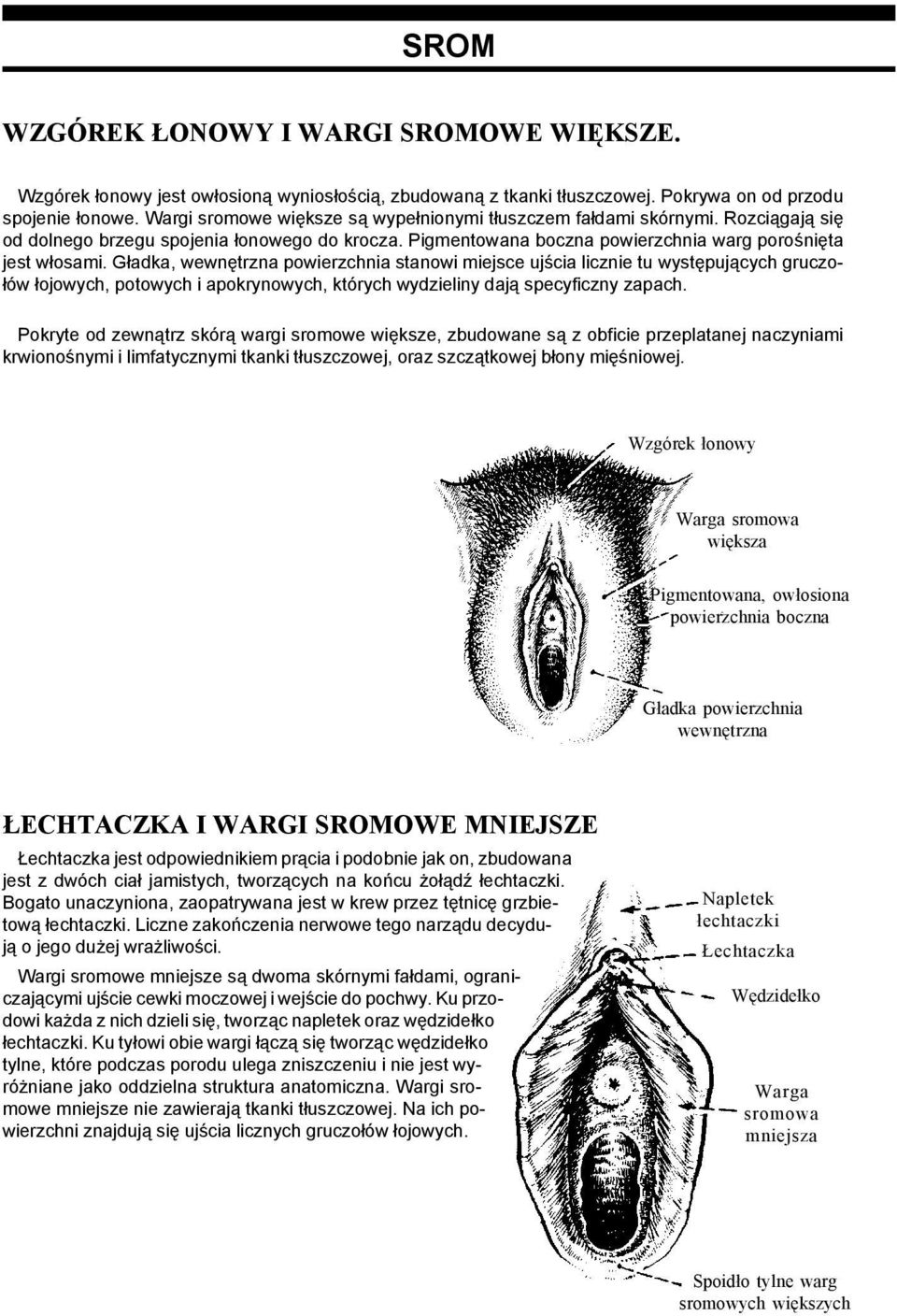 Gładka, wewnętrzna powierzchnia stanowi miejsce ujścia licznie tu występujących gruczołów łojowych, potowych i apokrynowych, których wydzieliny dają specyficzny zapach.